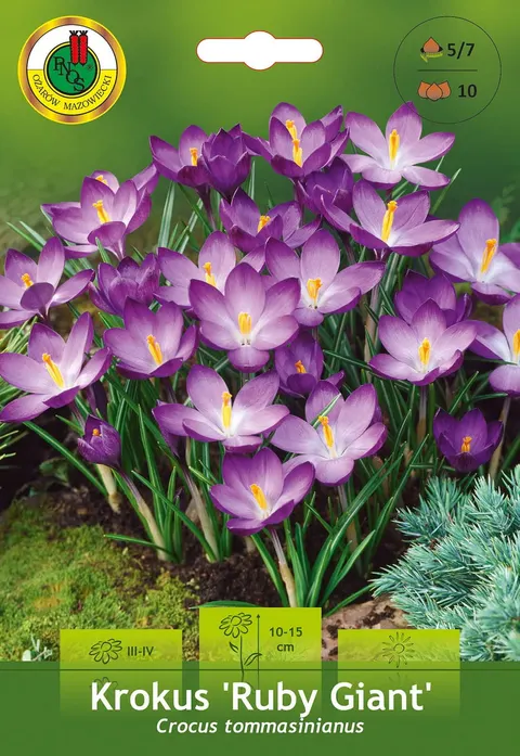 Krokus (Crocus) Ruby Giant 10szt.