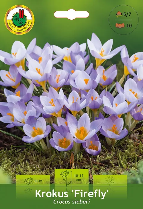 Krokus (Crocus) Firefly 10szt.