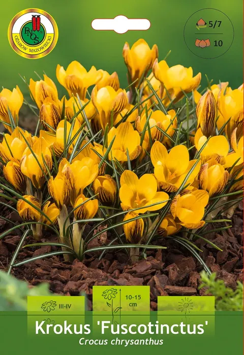 Krokus (Crocus) Fuscotinctus 10szt.
