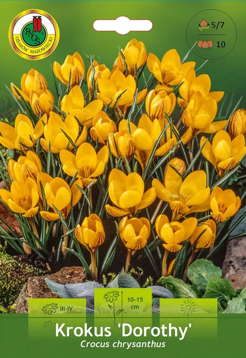 Krokus (Crocus) Dorothy 10szt.