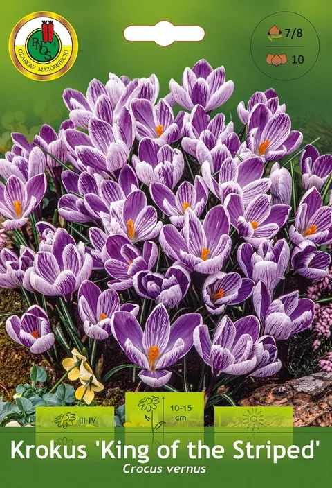 Krokus (Crocus) King of the Striped 10szt.