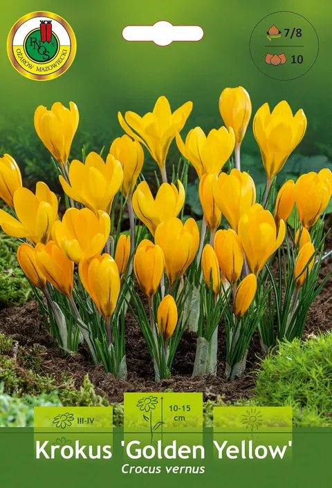 Krokus (Crocus) Golden Yellow 10szt.