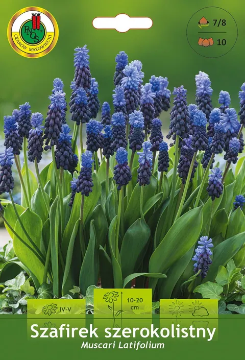 Szafirek szerokolistny (Muscari Latifolium) 10szt.