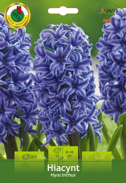 Hiacynt (Hyacinthus) niebieski 2szt.
