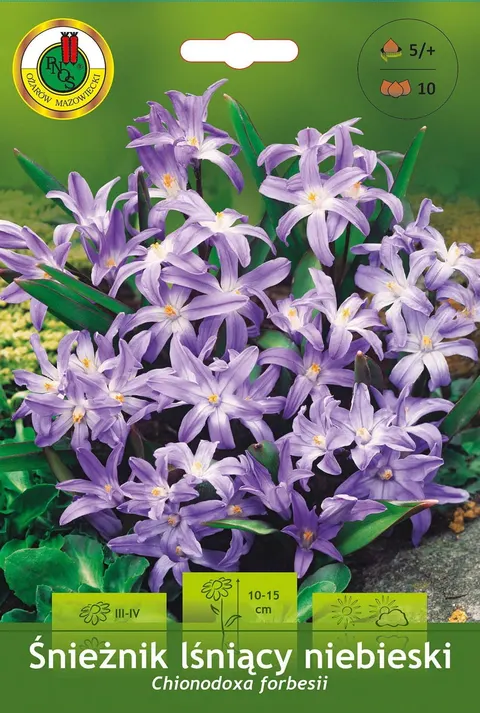 Śnieżnik lśniący niebieski (Chionodoxa Forbesi) 10szt.