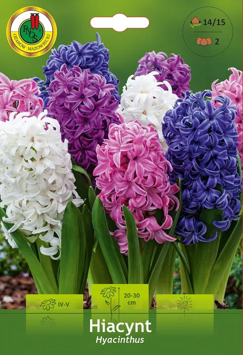 Hiacynt (Hyacinthus) mix kolorów 2szt.