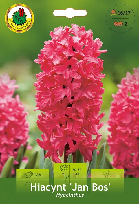 Hiacynt (Hyacinthus) Jan Bos 2szt.