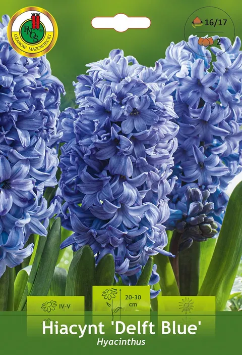 Hiacynt (Hyacinthus) Delft Blue 2szt.