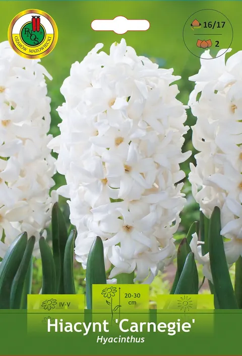Hiacynt (Hyacinthus) Carnegie 2szt.