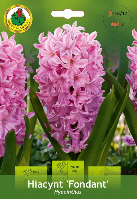 Hiacynt (Hyacinthus) Fondant 2szt.