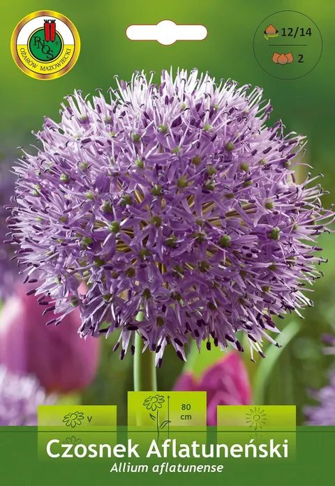 Czosnek ozdobny (Allium) Aflatuneński 2szt.