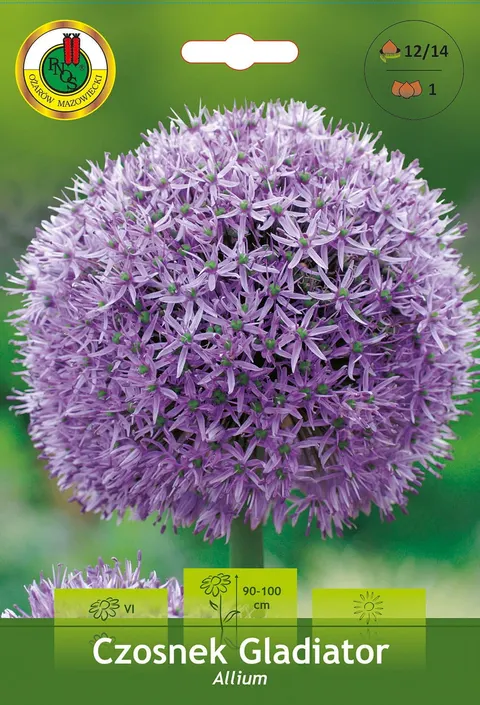Czosnek ozdobny Gladiator 1 szt.