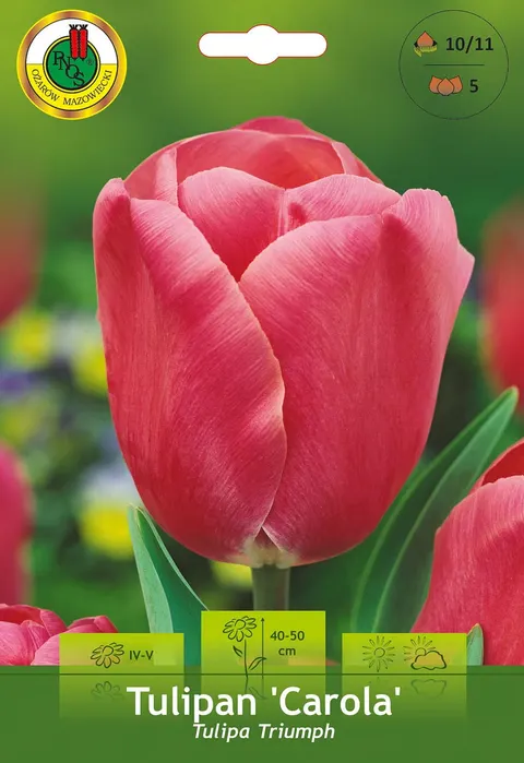 Tulipan (Tulipa) Carola 5szt.