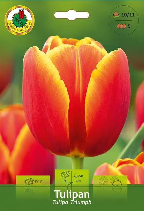 Tulipan (Tulipa) czerwono-żółty 5szt.