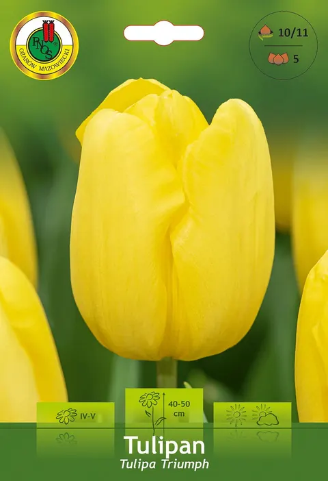 Tulipan (Tulipa) Yellow 5szt.