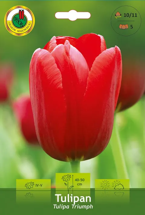 Tulipan (Tulipa) Red 5szt.