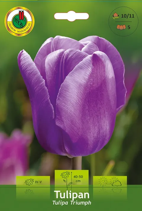 Tulipan (Tulipa) Blue 5 szt.