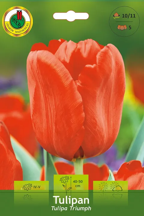 Tulipan (Tulipa) Orange 5szt.