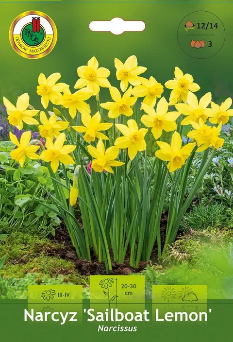 Narcyz (Narcissus) Sailboat Lemon 3szt.