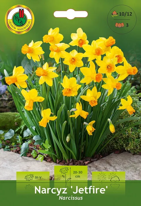 Narcyz (Narcissus) Jetfire 3szt.