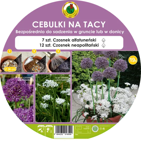 Cebulki na tacy - Czosnek Aflatuneński, Czosnek Neapolitański
