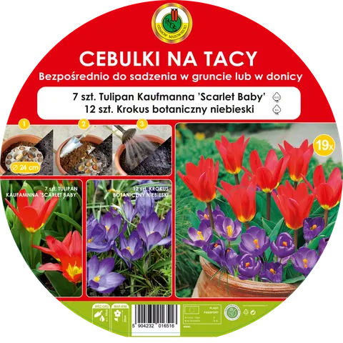 Cebulki na tacy - Tulipan Scarlet Baby, Krokus niebieski