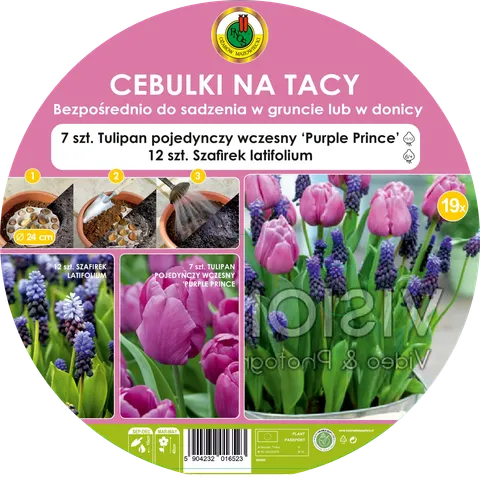 Cebulki na tacy - Tulipan Purple Prince, Szafirek Latifolium
