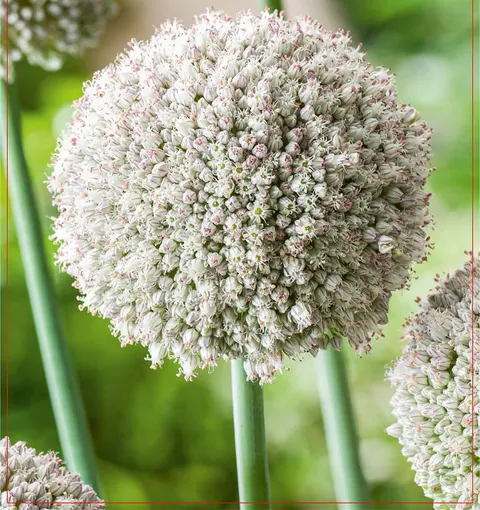 Czosnek ozdobny (Allium) Ping Pong 10szt.