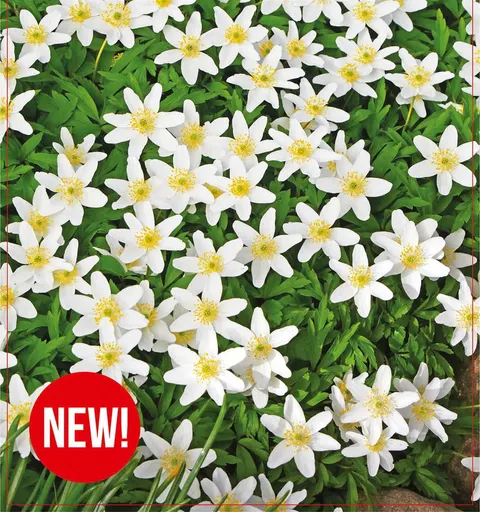 Zawilec (Anemone) Nemorosa 5szt.