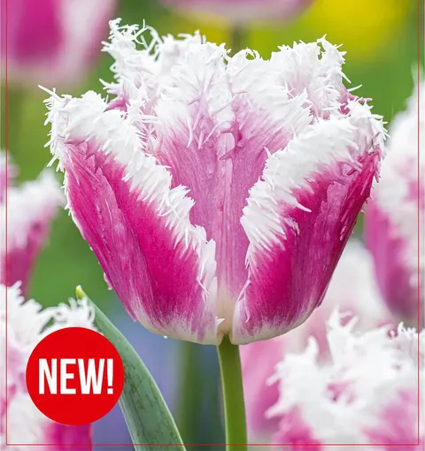 Tulipan Hawaii 4 szt.