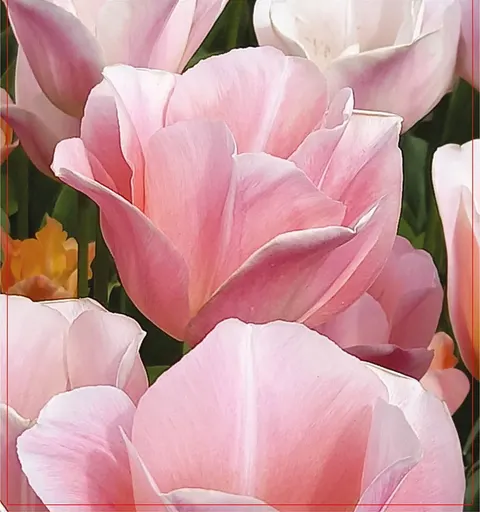 Tulipan Jeu D'amour 5szt.
