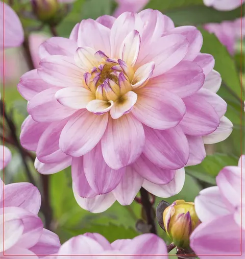 Dalia Pacific Jewel 1szt.