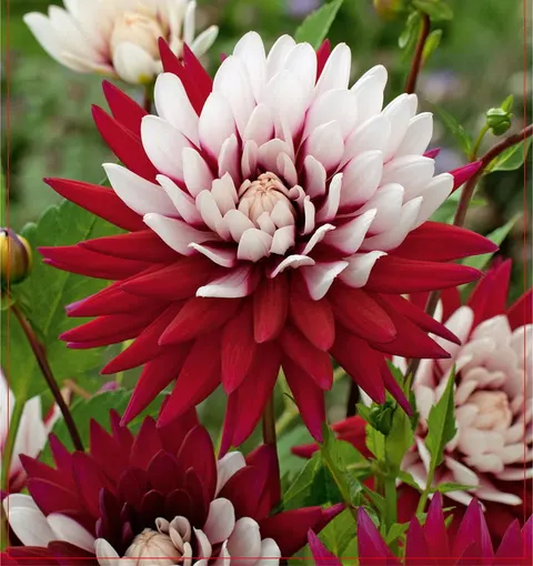 Dalia Rebecca's World 1szt.