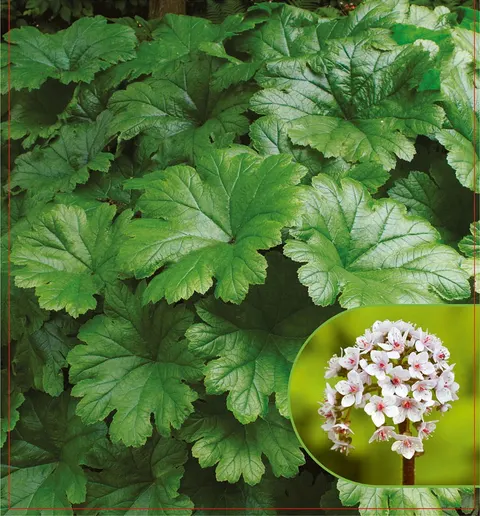 Tarczownica tarczowata (Darmera peltata) 1szt.