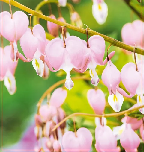 Serduszka okazała (Dicentra spectabilis) Cupid 1szt.