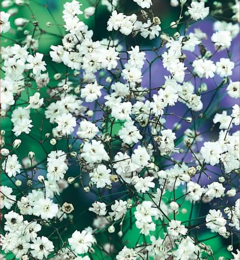 Gipsówka (Gypsophila) biała 1szt.
