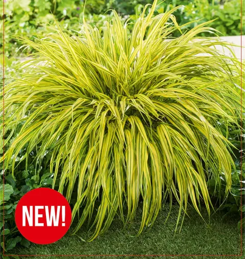 Hakonechloa Aureola 1szt.