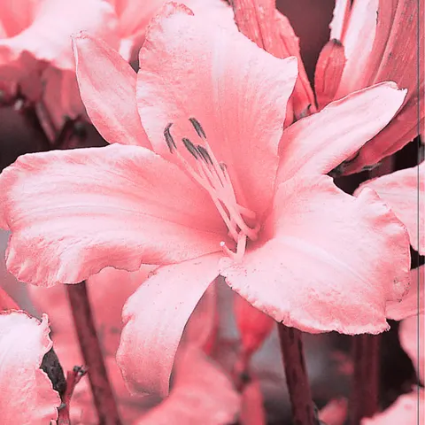 Liliowiec (Hemerocallis) Pink 1szt.