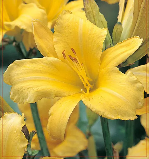 Liliowiec (Hemerocallis) Yellow 1szt.