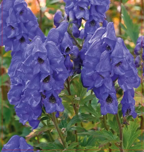 Tojad Carmichaela (Aconitum) Arendsii 1szt.