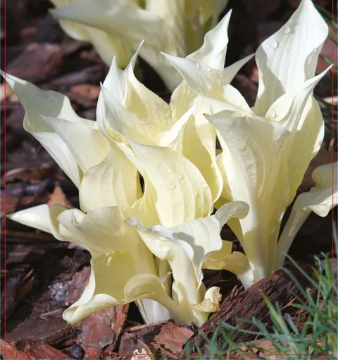 Funkia (Hosta) White Feather 1szt.