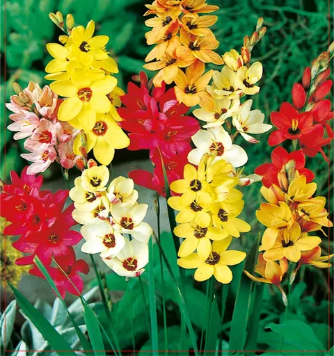 Iksja (Ixia) Mix 20szt.