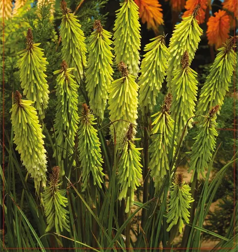 Trytoma (Kniphofia) Green jade 1szt.