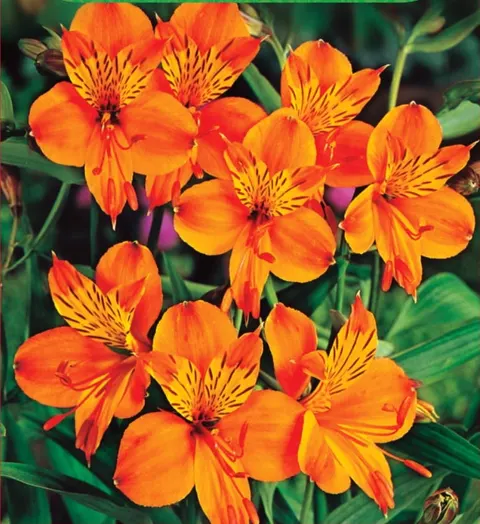 Alstremeria (Alstroemeria) Orange King 1szt.