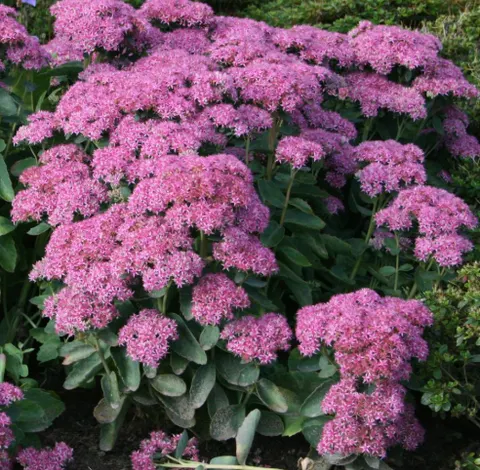 Rozchodnik okazały (Sedum) Brillant 1szt.