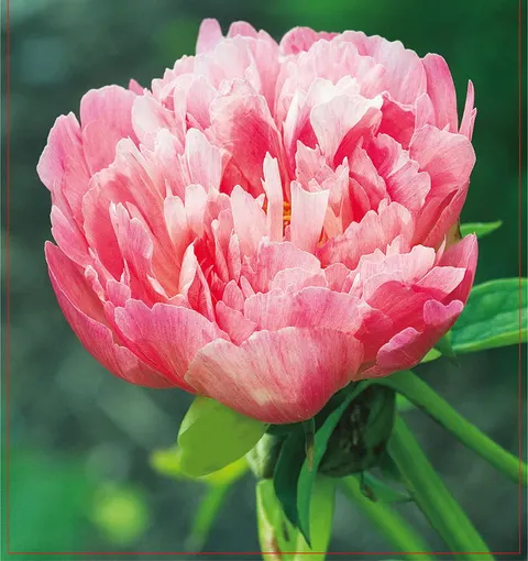 Piwonia (Paeonia) Coral Sunset 1szt.
