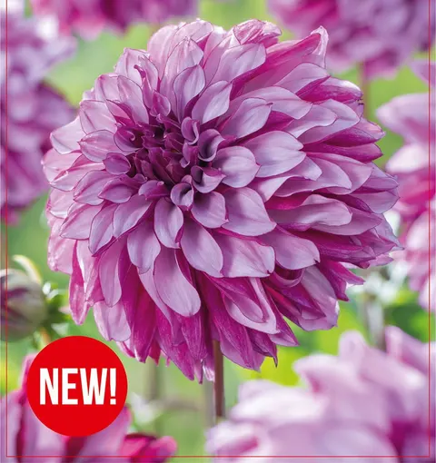 Dalia Cranberry Classic 1szt.