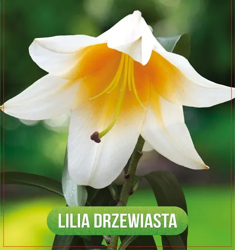 Lilia (Lilium) High Tea 1szt.