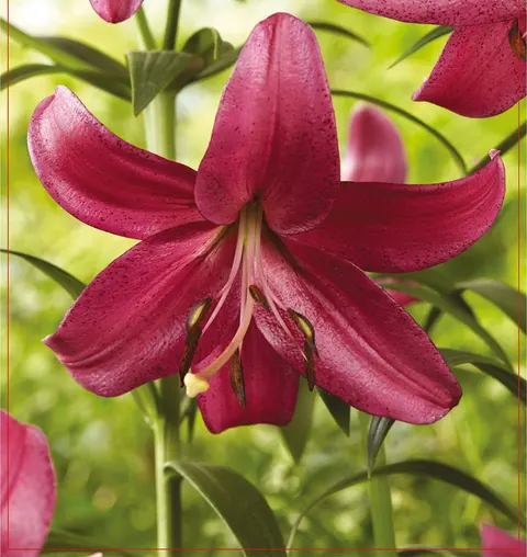 Lilia (Lilium)Purple Marble 1szt.
