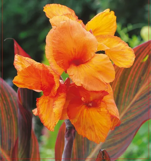 Kanna (Paciorecznik) Phasion 1szt.